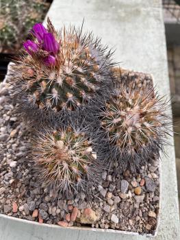 Gymnocactus horripilus